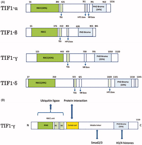 Figure 1. Schematics of human TIF1 and TIF1γ. (A) The four subtypes of TIF1-α, β, γ, and δ have two common structures of N-terminal TRIM (RBCC motif) and C-terminal chromatin binding unit (PHD Bromo). (B) Structure of TIF1γ. RBCC unit is involved in ubiquitination. Middle linker can interact with Smad2/3. PHD Bromo domain can interact with histones 3/4.