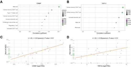 Figure 6 The relationship between gene expression and immune infiltration. (A and B) Correlation analysis between CIRBP, TRPV4 and infiltrating immune cells. (C and D) The expression levels of CIRBP and TRPV4 were positively correlated with mast cell infiltration in osteoarthritis patients.