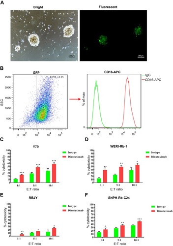 Figure 4 Dinutuximab enhances the cytolysis of retinoblastoma cells by NK-92MIhCD16-GFP cells determined by the LDH release assay. (A) Light and fluorescent microscopy images of NK-92MIhCD16-GFP cells. (B) The percentage of GFP-positive NK-92MIhCD16-GFP cells and membrane CD16 expression were determined by FC. In the absence or presence of dinutuximab, NK-92MIhCD16-GFP cells were cocultured with a constant number of Y79 (C), WERI-Rb-1 (D), RBJY (E) and SNPH-Rb-C24 (F) cells at E:T ratio of 1:1, 5:1, and 10:1. The supernatants were collected for the LDH release assay by a colorimetric reaction. Numerical values denote the mean ± SD of three independent experiments. *p < 0.05, **p < 0.01, and ***p < 0.001 by Student’s t-test.