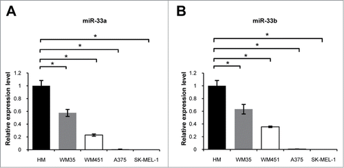Figure 1. miR-33a/b was downregulated in metastatic melanoma cell lines: real-time PCR assay was used to detect miR-33a / b expression in melanoma cell lines with different metastatic potentials. (A) miR-33a in WM35, WM451, A375 and SK-MEL-1 was significantly reduced, normalized with that in HM, respectively (*P < 0.05). (B) miR-33b in WM35, WM451, A375 and SK-MEL-1 was significantly reduced, normalized with that in HM, respectively (*P < 0.05).