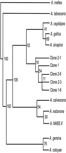 Fig. 4. Parsimony analysis of five, heterogeneous IGS-I sequences from isolate SC.FR.04-DLC (GenBank accession numbers DQ469803, DQ469804, DQ469805, DQ469806, DQ469807), nine North American Armillaria species (A. calvescens, A. cepistipes, A. gallica, A. gemina, A. mellea, A. nabsnona, A. ostoyae, A. sinapina, A. tabescens; accession numbers AY213570, AY213561, AY213579, AY213565, AY213572, AY213582, AY213556, AJ250055, AY695409, respectively) and NABS X (AY848938). Numbers at tree branches are bootstrap support values for the branching nodes.