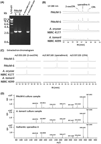 Fig. 2. Production of the CPA and the other derivatives in the transformants.Notes: (A) Confirmation of transformation by PCR amplification of the introduced AtcpaM gene in the constructed strains, PAtcM-5 and -6. (B) UV chromatogram of 280 nm for the metabolite samples extracted from the culture broth of the transformants (PAtcM-5 and -6), A. oryzae NBRC 4177, and A. tamarii NBRC 4099. (C) The extracted ion chromatograms of m/z 337.155 (CPA), m/z 353.150 (2-oxoCPA), and m/z 367.165 (speradine A) in the metabolite samples of the transformants (PAtcM-5 and -6), A. oryzae NBRC 4177, and A. tamarii NBRC 4099. (D) MS/MS fragmentation analysis of the ions with of m/z 367.165 detected in the sample of A. oryzae transformant PAtcM-6, A. tamarii NBRC 4099 and the authentic speradine A. The collision energy was set to 24.5 eV.