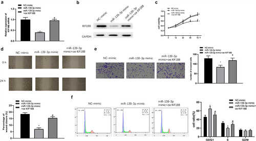 Figure 5. miR-139-3p restrains proliferation, migration, invasion, and arrests cell cycle in GC by regulating KIF18B. With SNU-1 cells transfected with miR-139-3p mimic and oe-KIF18B, KIF18B mRNA and protein expression was assayed by qRT-PCR (a) and Western blot (b). Cell proliferation, migration, invasion and cell cycle changes were tested by MTT (c), wound healing (d), transwell (e) and FCM (f) assays. * represents the comparison with NC mimic group and # represents comparison with miR-139-3p mimic group.