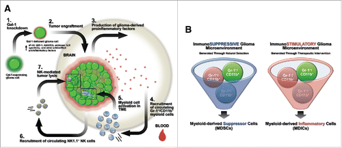 Figure 6. Summary models. (A) Schematic summary of innate immune-mediated gal-1-deficient GL26 glioma rejection. Step 1: gal-1-knockdown causes GL26 cells to increase production of the chemokines CXCL10/IP-10, CXCL12/SDF-1, and CCL5/RANTES. Step 2: gal-1-deficient GL26 cells are engrafted into the brain of RAG1−/− or C57BL/6 mice. Step 3: gal-1-deficient glioma cells produce proinflammatory factors in the brain. Step 4: circulating Gr-1+/CD11b+/Ly-6C+/CCR2+ monocytic myeloid cells are rapidly recruited to the brain tumor microenvironment. Step 5: once within the tumor microenvironment, these myeloid cells are influenced by tumor-derived proinflammatory factors, likely differentiating into conventional DCs. Step 6: circulating NK1.1+ NK cells then recruit to the brain tumor microenvironment. Step 7: NK cells lyse glioma cells leading to tumor eradication. (B) Myeloid-derived suppressor cells (MDSCs) versus myeloid-derived inflammatory cells (MDICs). Immunosuppressive malignant glioma generated through natural selective pressures influence the inherently plastic Gr-1+/CD11b+ myeloid precursor cell population to act as MDSCs with immunosuppressive or pro-tumor functionality. Gr-1 immunodepletion in these cancer systems is expected to extend survival (left panel). Experimental or therapeutic interventions that enhance the inflammatory state of the glioma microenvironment (i.e. tumor-derived gal-1 suppression) influence the same population of Gr-1+/CD11b+ myeloid precursor cells to act as MDICs with antitumor functionality. Gr-1 immunodepletion in these cancer systems is expected to reduce survival.