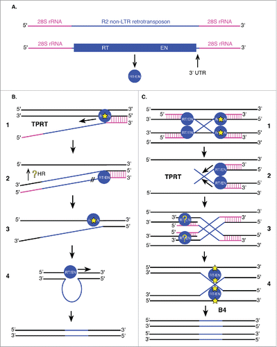 Figure 6. Non-LTR retrotransposons utilize target primed reverse transcription (TPRT) for integration. (A) R2 non-LTR retrotransposons (blue) are flanked by 28S rRNA genomic sequences (pink). The single R2 ORF encodes an enzyme with reverse transcriptase (RT) and endonuclease (EN) activities (blue circle). Other non-LTR retrotransposons may encode these enzymes as 2 separate proteins (RT and integrase with EN activity). The 3′ UTR is important for integration of R2 retrotransposons into 28S rRNA genes. (B and C) Proposed models of non-LTR retrotransposon (B) and R2 (C) insertion. DNA is shown in black (including reverse transcribed flanking sequences), 28S rRNA sequences in pink and retrotransposon sequences (mRNA and DNA) in blue, following the color scheme in (A). (B1) Non-LTR retrotransposon transcripts first hybridize to 28S rRNA sequences (vertical pink lines) followed by initiation of TPRT by single-stranded nicking of the target DNA (yellow star) by the element's encoded endonuclease. (B2) Following reverse transcription of the element, element mRNA is degraded by R2 RT/EN (//). Integration of the 5′ end of the element is not well understood (yellow ?). (B3) Cleavage of the second strand (yellow star) may occur at the same location as the first strand, or 2 base pairs upstream or downstream of this site. (B4) R2 RT/EN also generates the complementary R2 strand at the target site to fully transpose the element. (C1, C2, C3) The initial steps of this alternative mechanism are identical to those described in B1 and B2 except they take place on 2 homologous targets simultaneously resulting in a Holliday junction intermediate (C4). The Holliday junction intermediate is resolved by R2 RT/EN (C4) followed by second strand synthesis resulting in fully-integrated R2 non-LTR retrotransposons in 2 new locations.