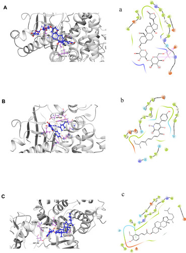Figure 5 3D and 2D interaction diagrams of hyrcanoside (Aa), bassianin (Bb) and cholesteryl ferulate (Cc) in the active site of PIK3CA (PDB ID 4TUU).