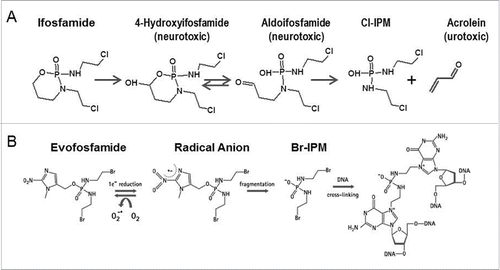 Figure 1. (A) Metabolism of byproducts of ifosfamide induced toxicity (B) Mechanism of action of evofosfamide.