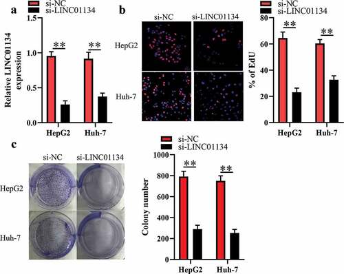 Figure 2. LINC01134 downregulation inhibits the proliferation and colony formation of HCC cells.