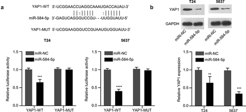 Figure 4. MiR-584-5p targets YAP1. (a). Alignment of the miR-584-5p sequence with that of the 3’-UTR of YAP1 mRNA, which was determined by Dual-luciferase reporter assay in T24 and 5637 cells. (n = 3). (b). Representative western blot and densitometric analysis of YAP1 protein level in miR-584-5p-overwxpressed T24 and 5637 cells (n = 3). **P < 0.01, ***P < 0.001, ****P < 0.0001.