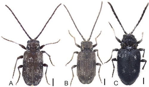 Figure 5. Habitus of Socotran Silisoptinus species. A) Silisoptinus inermicollis Belles, from Qalansiyah (Holotype). B) S. inermicollis from Aloove. C) Silisoptinus hajeki sp. n. from Homhil. Scale bars: 0.5 mm.