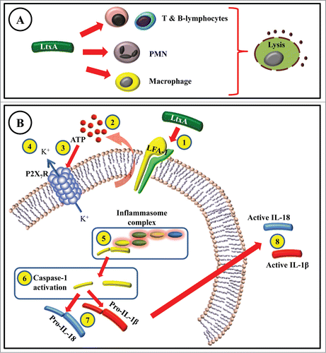 Figure 2. (A) Interaction of A. actinomycetemcomitans leukotoxin (LtxA) with T-, B-lymphocytes, polymorphonuclear (PMN) leukocytes, and macrophages leads to cell lysis. (B) LtxA-induced cell death in macrophages involves several steps before the cell lysis occurs. LtxA binds to LFA-1 (1) and induces extracellular release of ATP (2). The released ATP binds to the P2X7-receptor (3) that subsequently causes efflux of potassium (4). The inflammasome complex is formed and activated (5), which promotes the cleavage and activation of a cysteine proteinase called caspase-1 (6). The cleaved caspase-1 is then responsible for activation (7) and release of abundant levels of active IL-1β and IL-18 (8).