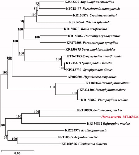 Figure 1. Phylogenetic relationships using NJ algorithm among same family species based on 12 H-strand mitochondrial protein-coding genes, 22 tRNA, and 2 rRNA genes.