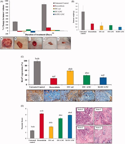 Figure 6. Antitumor efficacy of test formulations in comparison with untreated control and doxorubicin (Dox) 14 days post i.p. treatment of Ehrlich-induced mammary tumors in mice. (A) Percent change in tumor volume relative to pretreatment volume and digital images of excised tumors; (B) weight of excised tumors; (C) immunohistochemical analysis of tumor proliferation using Ki 67 staining. The positive (brown) in tumor sections represents tumor cell proliferation. Error bars represent SD (n = 3). (D) Histopathological analysis of tumor necrosis (×40). Necrotic score was determined using a scoring system based on the % necrosis in sections in poorly differentiated tumors as follows: necrotic scores 4, 3, 2, and 1 correspond to >50%, >35%, >25%, and >10% necrosis, respectively; (C, D), ap< .05 vs. untreated control; bp< .05 vs. Dox; cp< .05 vs. ITC solution; dp< .05 vs. ITC-LNC; ep< .05 vs. M-ITC-LNC and scale bars represent 20 μm.