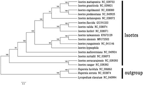 Figure 1. Maximum likelihood phylogenetic tree of 16 species of Isoetes and 3 taxa (Lycopodium clavatum, Huperzia serrata and H. lucidula) as outgroup based on plastid genome sequences by RAxML. The number on each node indicates bootstrap support value.