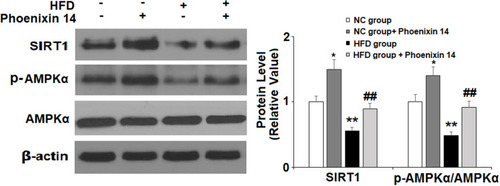 Figure 7 Administration of phoenixin 14 mitigates the hepatic reduction of SIRT1 expression and AMPK inactivation in NAFLD mice. Expression of SIRT1 and phosphorylated AMPKα (*, &P<0.05, vs vehicle group; #P<0.01 vs HFD group).