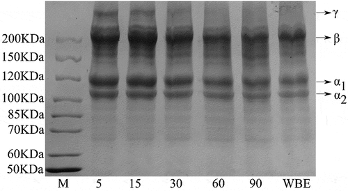 Figure 3. SDS-PAGE patterns of rabbit skin gelatin extracted by WBE and MAE. M: marker; 5, 15, 30, 60, and 90: gelatin obtained by microwave-assisted extraction with an extraction time of 5, 15, 30, 60, and 90 min, respectively. WBE: gelatin obtained by water bath extraction