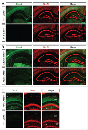 Figure 7. Cntn6 protein expression in the hippocampus. (A-B) Immunohistochemistry for Cntn6 (green) and NeuN (red) showed Cntn6 expression in the hippocampus of P14 and adult wild-type mice. No significant background staining was found in Cntn6−/− adult mice. Specific Cntn6-staining was also observed in the cortex of wild-type mice (arrows). (C) A higher magnification of Cntn6 (green) and NeuN (red) immunostaining of the hippocampus of P14 wild-type and Cntn6−/− mice. The arrowheads show Cntn6 expression at cell bodies in the hilus (h) of the dentate gyrus (DG) and the arrows indicate Cntn6 expression adjacent to the granule layer of the DG and at the stratum lacunosum-moleculare (slm) of wild-type P14 mice. All scale bars represent 100 μm.