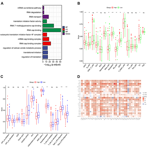 Figure 7 (A) Results from gene ontology functional and Kyoto Encyclopedia of Genes and Genomes pathway enrichment analyses for the identified differentially expressed genes. (B and C) The single-sample gene set enrichment analysis scores of different risk groups in the derivation cohort were compared. The scores of 16 immune cells and 13 immune-related functions are displayed in boxplots. (D).Correlation analysis with immunosuppressive genes. *, p < 0.05; **, p < 0.01; ***, p < 0.001; ns, Not significant.