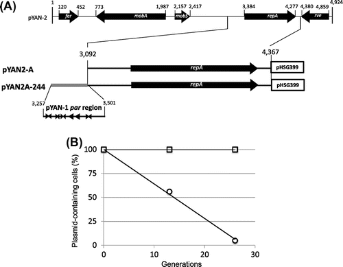 Fig. 4. Construction and stability of pYAN2-A and pYAN2A-244.Note: (A) Plasmid construction is described in the text, and the stability test is described in “Materials and methods.” (B) Cells for the stability test were obtained from about 13 and 26 generations of growth. To calculate standard deviation, experiments were repeated five times. Results are averages for five experiments. Arrowheads: inverted repeats; direct repeats. Symbols: ○ pYAN2-A; □ pYAN2A-244.