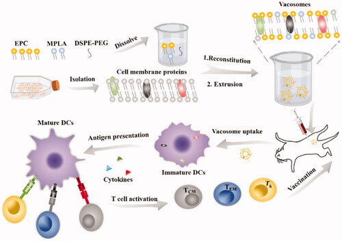 Figure 5. Process used to fabricate the vacosome and the immune response induced by the vacosome in vivo. Reproduced with permission from reference (Cheng et al., Citation2020).