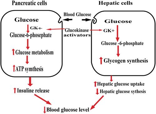 Figure 1 The role of Glucokinase activators.