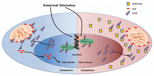 Figure 2 Potential molecular mechanism for RNF146 induced neuroprotection against Parthanatos. Extensive extra-cellular stimulus can activate PARP-1/2 in nucleus. The activated PARP-1/2 can lead to production of large sum of PAR in nucleus. These PAR can translocated to cytoplasm where can bind with AIF in outer membrane of mitochondria (left). The binding of PAR with AIF can trigger the release of AIF from mitochondria (left). The AIF then translocates to nucleus and induces Parthanatos of cells (left). However in the presence of RNF146, the PAR will bind to RNF146 preemptively, hereby prevent the binding of PAR with AIF in mitochondria (right). The abrogation of binding between PAR and AIF by RNF146 will inhibit Parthanatos and contribute to cell rescue (right).