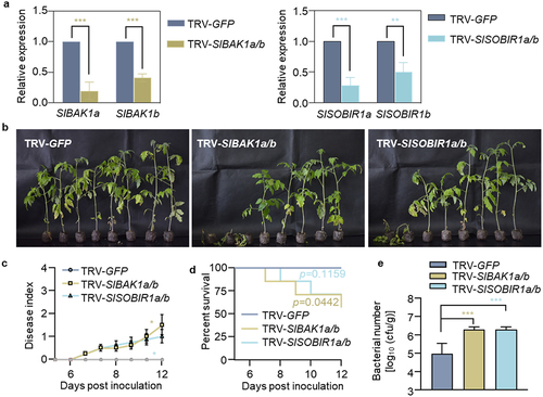 Figure 6. Tomato BAK1 and SOBIR1 partially contribute to bacterial wilt resistance. (a) qRT-PCR analysis the induction of SlBAK1a, SIBAK1b, SISOBIR1a and SISOBIR1b in GFP-, SlBAK1a/b-, or SISOBIR1a/b-silenced Hawaii 7996 plant roots. (b) Bacterial wilt symptoms in GFP-, SlBAK1a+1b-, and SISOBIR1a+1b-silenced Hawaii 7996 plants post GMI1000 infection. Soil-drenching inoculation assay were performed using GMI1000 suspension at OD600 = 0.1. Pictures were taken at 11 dpi. (c) Disease index was quantified in GFP-, SlBAK1a/b-, and SISOBIR1a/b-silenced plants post GMI1000 infection. Error bars represent ±SD (n = 8). (d) The survival ratio of indicated tomato plants post GMI1000 infection. Log-rank (Mantel-Cox) test was used to analyze the corresponding p values (n = 8). (e) Bacterial growth in the inoculated tomato stems was quantified at 3 dpi. Values represents means ±SD (n = 6 individual plants) and asterisk indicates a significant difference with control difference (Student’s one-tailed t-test, * p < 0.05, ** p < 0.01, *** p < 0.001). The above experiments were repeated at least three times with similar results.