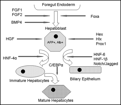Figure 2 Model of embryonic liver development. Signals such as FGF-1, FGF-2 and BMP4 emanating from the cardiac mesoderm specify the foregut endoderm to begin expressing liver-specific genes. The Foxa transcription factors are also required for foregut endoderm specification. The resulting hepatoblasts, which are albumin and a-fetoprotein positive, proliferate and expand. Hepatoblasts express transcription factors such as Hex, Hlx and Prox1, which are essential for liver proliferation and differentiation. HNF-6, HNF-1β and the Notch/Jagged signaling pathway induce differentiation toward a biliary epithelial lineage, while HNF-4α followed by C/EBPα produces mature hepatocytes.