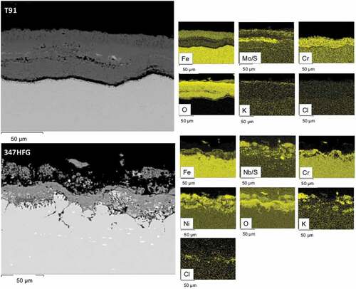 Figure 9. Backscattered images of T91-D8 and 347HFG-D8 on the left-hand side with respective EDX maps after 500 h exposure.