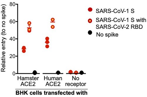 Figure 1. SARS-CoV-2 spike receptor binding data. A VSV pseudotype assay was used to assess the binding affinity of the SARS-CoV-2 RBD. BHK cells expressing either the human or Syrian hamster or no ACE2 receptor were infected with VSV-pseudotyped particles carrying either the SARS-CoV-1 spike (S) protein or a chimeric SARS-CoV-1 spike with the SARS-CoV-2 receptor binding domain (RBD). Note: red circles, SARS-CoV-1 S; yellow circles with red outline, SARS-CoV-1 S with SARS-CoV-2 RBD; black circle, no ACE-2; S, spike protein; RBD, receptor binding domain.
