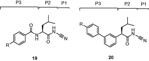 Figure 6. Schematic representation of the assumed binding mode of Cat K inhibitors.