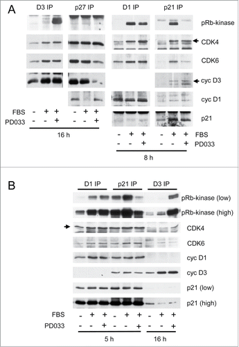 Figure 4. PD0332991 cell treatment specifically increases the activity of p21/p27-free cyclin D3-CDK4/6 complexes. Serum-deprived T98G (A) and HCT116 (B) cells were stimulated (+) or not stimulated (−) with 10 % FBS for the indicated periods in the presence (+) or in the absence (−) of 250 nM PD0332991. Cell lysates were immunoprecipitated (IP) with anti-cyclin D1 (D1), anti-cyclin D3 (D3), anti-p21 or anti-p27 antibodies. These immunoprecipitates were incubated in vitro with ATP and a pRb fragment. The incubation mixture was then separated by SDS-PAGE and immunoblotted with the indicated antibodies to detect co-immunoprecipitated proteins and the T826 phosphorylation of the pRb fragment (pRb-kinase). High and low exposures of the pRb-kinase and p21 blots are shown in (B).