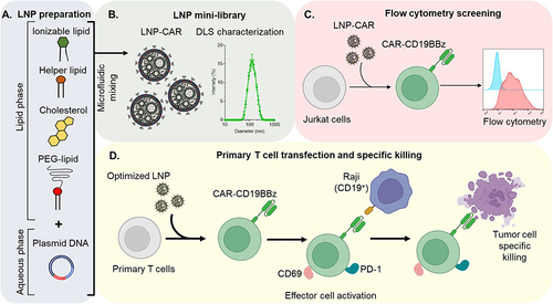 Figure 1 Schematic workflow for the optimization of DNA-loaded LNPs for the expression of CAR-CD19BBz. (A) Schematic representation of the components used for LNP synthesis by microfluidic. (B) Representation of the mini-library of LNPs (left) and DLS measurement of the optimized LNP-9-CAR. (C) Schematic representation of LNP screening using Jurkat cells. (D) Representation of the transfection of T cells using the optimized LNP for the expression of CAR-CD19BBz and co-culture experiments with Raji cells to assess effector cell activation and tumor cell specific killing.
