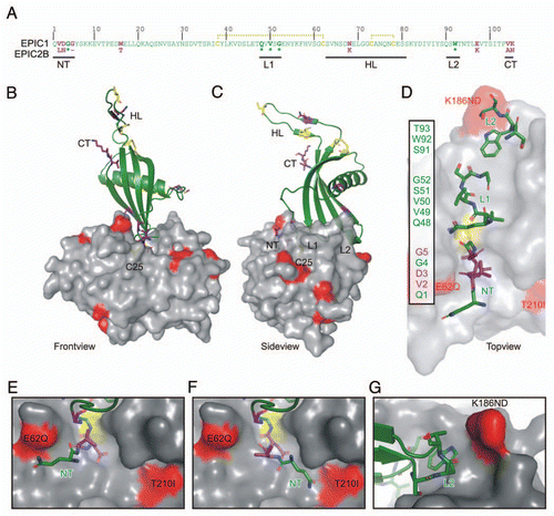 Figure 2 Model of the EPIC-C14 complex. (A) EPIC 1 protein sequence, without signal peptide. EPIC1 and EPIC2B differ at 8 positions (purple). Residues in the N-terminus (NT), loop-1 (L1) and loop-2 (L2) are directly interacting with the protease. Conserved residues (*) are indicated bold. The hypothetical loop (HT) could not be modelled on the 3IMA template. EPIC1 contains four cysteines (yellow) which are likely connected by disulphide bridges (yellow dashed lines). (C and D) Front-(B), side-(C) and top-(D) views of the model of the EPIC-C14 complex, based on replacement of the tarocystatin-papain crystal structure (3IMA). EPIC 1 is shown as a cartoon (green) and C14 as a semi-transparent surface (gray). The catalytic Cys (C25, yellow) is visible through the transparent surface. As with all cystatins, EPIC s would interact with the substrate binding site of C14 as a wedge consisting of the N-terminus (NT) and two loops (L1 and L2). Polymorphic residues in C14 are indicated in red. Polymorphic sites in EPIC and the cysteins are shown as sticks in purple and yellow, respectively. (D) Model of EPIC residues binding to the substrate binding groove of C14. Residues in the N-terminus (NT) and loops L1 and L2 are shown as sticks. Residues that are polymorphic with EPIC 2B are shown in purple. (E and F) The N-terminus of EPIC may stretch into the left (E) of right (F) cavities of the non-prime substrate binding sites of C14. (G) The L2 loop of EPIC s may interact with the K168ND polymorphic site in C14.