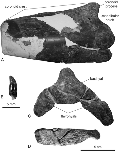 Figure 6 Left mandible (A), isolated tooth (B), basihyal + thyrohyals (C), and left stylohyal (D) of the holotype of Eodelphis kabatensis (Horikawa, Citation1977), HMH 68037. A, lateral; B, medial or distal; C, ventral; D, lateral views.