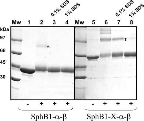 Figure 4.  Cross-linking of purified SphB1-X-α-β and SphB1-α-β. The proteins were incubated for 1 h with the DSS cross-linker at 2 mM. Lanes 1–4: SphB1-α-β. Lanes 5–8: SphB1-X-α-β. ‘+’ and ‘−’ indicate the addition of cross-linker to the proteins and no addition, respectively. Lanes 2 and 6: the cross-linking reaction was performed in the absence of SDS, while lanes 3 and 7 and lanes 4 and 8 correspond to cross-linking experiments performed in the presence of 0.1% and 1% of SDS, respectively. ‘*’ labelled the presumed dimers. The 12.5% SDS-PAGE gel was stained with Coomassie blue.
