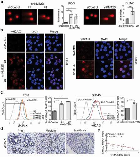 Figure 1. Knockdown of KMT2D led to DNA damage. (a) Single cell alkaline gel electrophoretic analysis of PC-3 and DU145 cells. The tail moment was quantified using CometScore software. (b) Immunofluorescence staining analysis of γH2AX (red) in PC-3 and DU145 cells. (c) γH2A.X-positive cells were evaluated by flow cytometry using anti-γH2A.X following PE conjugated secondary antibody or Alexa Fluor 647 anti-γH2A.X in PC-3 and DU145 cells, respectively. * P < 0.05, ** P < 0.01, *** P < 0.001, compared with that of control cells. (d) Representative images of immunohistochemistry staining of PCa specimens (n = 29). (e) KMT2D mRNA levels negatively correlated with γH2A.X IHC scores in PCa tissues. All values are means ± SD. Data are representative of three independent experiments