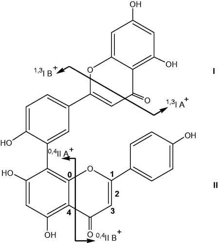 Figure 2. Nomenclature adopted for the retrocyclization fragments of biflavone (illustrated on amentoflavone).