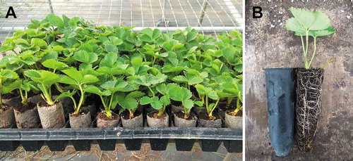 Figure 7. Strawberry plug transplants commonly used by commercial growers in Taiwan: (a) transplants grown in Jiffy peat pellets, and (b) a transplant grown in a thin wall plastic tube (4 cm diameter × 12 cm tall). Photo credit: Chia-Bin Lyu