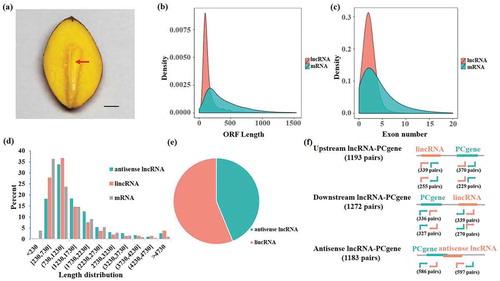 Figure 1. Characterization of long non-coding RNAs (lncRNAs) in Gingko embryos. (a) Embryo of a Gingko seed. Bar = 0.3 cm; arrow = embryo. (b) Open reading frame length density distribution of lncRNAs and mRNAs. (c) Distribution of exon numbers in lncRNAs and mRNAs. (d) Length density distributions of long intergenic noncoding RNAs (lincRNAs), antisense lncRNAs, and mRNAs. (e) Proportion of antisense lncRNAs and lincRNAs within total lncRNAs. (f) Number of lncRNA-mRNA co-location pairs in the Ginkgo embryos.