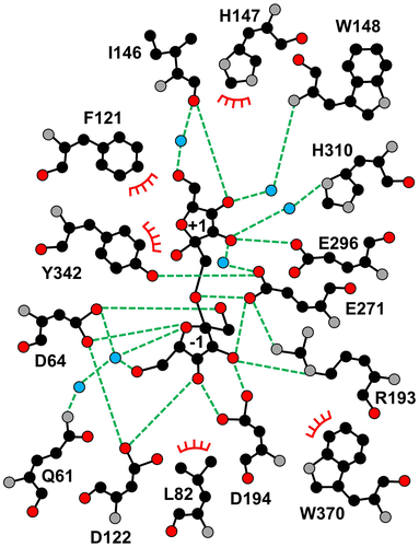 Figure 5. Schematic drawing of the amino acid residues interacting with Fru −1 and Fru +1.