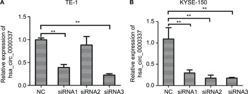 Figure 2 Knockdown of hsa_circ_0000337 using siRNAs.Notes: (A) The expression of hsa_circ_0000337 was significantly downregulated in the TE-1 cell line after transfection by siRNA1 and siRNA3. (B) The expression of hsa_circ_0000337 was significantly downregulated in the KYSE-150 cell line after transfection by siRNA1, siRNA2, and siRNA3. **P<0.01.Abbreviation: NC, negative control.