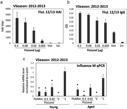 Figure 1. Dose-optimization and efficacy studies using the 2012–2013 influenza vaccine formulations in cotton rats. (a,b) Dose–range study of immunogenicity of FluLaval 2012–2013 during the corresponding vaccine season (VSeason: 2012–2013). Young animals were immunized intramuscularly (i.m.) twice (with 3 weeks in between) with the indicated doses of FluLaval or infected intranasally (i.n.) once with influenza A/Victoria (H3N2) (Vict) and blood was collected for analysis of serum HAI titers (a) or binding IgG (b) against FluLaval 2012–2013 three weeks after the last immunization or 6 weeks after A/Victoria infection. Results represent GMT±SE for 8–10 animals per group. Negative control animals (Ctr) were unimmunized and uninfected. (c) Efficacy of FluLaval 2012–2013 and FluMist 2012–2013 in the young and aged cotton rats. Animals immunized once with FluLaval or FluMist were infected i.n. with A/California (A/Cal) three weeks later and sacrificed 1 day later for analysis of influenza load in the lung by qPCR. Control animals were infected with A/Cal and re-infected 3 weeks later (secondary infection, °2) or mock immunized and infected with A/Cal (primary infection, °1). Results represent GMT±SE for 5 animals per group. *p< .05 when compared to influenza M mRNA level in the same age animals with primary infection. No significant differences were found between influenza M mRNA levels in animals of different ages treated the same way