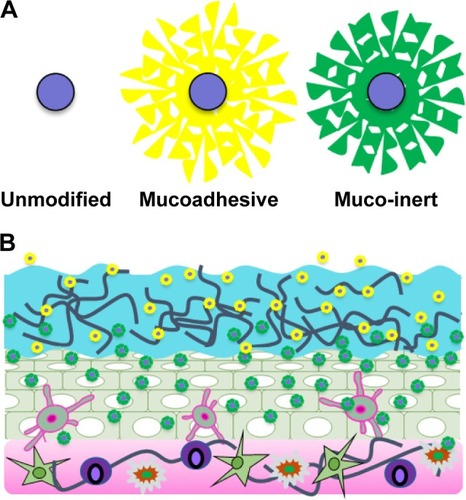 Figure 2 (A) Schematic of unmodified (blue only) and surface-modified mucoadhesive (yellow) and muco-inert (green) NPs. (B) Representative distribution of mucoadhesive and muco-inert NPs in the vaginal mucosa.Abbreviation: NPs, nanoparticles.