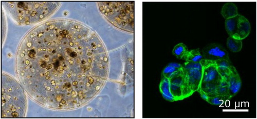 Figure 3. Left –Hepa-RG reorganization in alginate beads two weeks post-encapsulation (diameter 800 µm). Right – phalloidin staining of an aggregate showing action filaments.