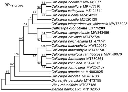 Figure 3. Maximum-likelihood cladogram based on 73 chloroplast protein-coding sequences for Callicarpa species and closely related taxa. Numbers at the branches represent the bootstrap support values of 10,000 replicates, bootstrap values under 50 were not shown. The root is arbitrarily placed on the branch leading to Mentha haplocalyx. The analysis involved 21 nucleotide sequences. There were a total of 59,702 positions in the final dataset. Evolutionary analyses were conducted in RAxML-NG. The following sequences were used: Callicarpa bodinieri MW149077 (Wang et al. Citation2019), Callicarpa nudiflora MK783316 (Wang et al. Citation2019), Callicarpa cathayana MZ424314, Callicarpa rubella MZ424313, Callicarpa rubella MZ520129 (Cai et al. Citation2021), Callicarpa integerrima var. chinensis MW788028 (Gu et al. Citation2021), Callicarpa siongsaiensis MW343456 (Xie et al. Citation2021), Callicarpa brevipes MT473739 (Zhao et al. Citation2021), Callicarpa peichieniana MT473741 (Zhao et al. Citation2021), Callicarpa macrophylla MW829279 (Liu et al. Citation2022), Callicarpa macrophylla MT473740 (Zhao et al. Citation2021), Callicarpa longifolia var. floccosa MW149076 (Wang et al. Citation2021), Callicarpa formosana MT830861 (Du et al. Citation2020), Callicarpa kochiana MZ424315, Callicarpa formosana MW252167, Callicarpa americana MN883825 (Zhao et al. Citation2020), Callicarpa arborea MT473738 (Zhao et al. Citation2021), Dicrastylis parvifolia MT473755 (Zhao et al. Citation2021), Vitex rotundifolia MT937186 (Jo et al. Citation2021), and Mentha haplocalyx MN102358 (He et al. Citation2020).