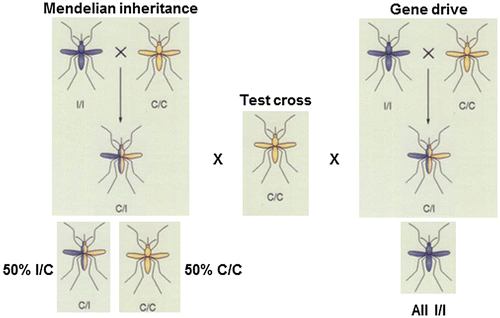 Figure 2. Genotypic and phenotypic outcomes of gene-drive systems.