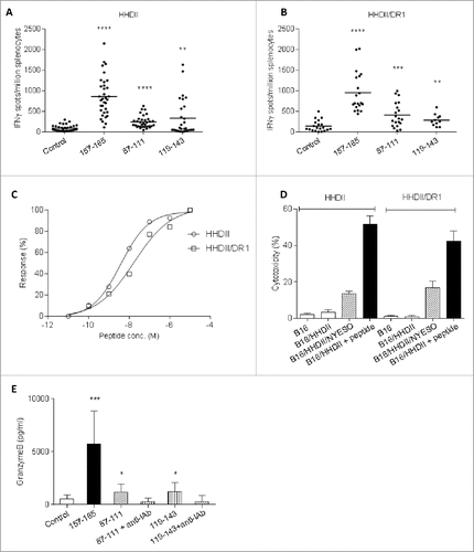 Figure 2. Epitope-specific responses generated in HHDII and HHDII/DR1 mice immunized with SCIB2. Splenocytes from SCIB2-immunized HHDII mice (A) and HHDII/DR1 mice (B) were analyzed by IFNγ Elispot to show the frequency of responses to NY-ESO-1 157–165, 87–111 and 119–143. Graph shows pooled data from >3 experiments in which n = 3. (C) Splenocytes from immunized HHDII and HHDII/DR1 mice were assayed for avidity to NY-ESO-1 157–165 peptide by measuring responses to increasing concentration of peptides in IFNγ Elispot assay. (D) After 6 d in vitro stimulation, cytotoxicity of NY-ESO-1 157–165-specific T cells on tumor lines were assessed by 51Cr-release assay at a 50:1 effector: target ratio. (E) Granzyme B release from splenocytes of HHDII mice immunized with SCIB2. ****p < 0.0001, ***p < 0.001, **p < 0.01, *p < 0.05. Data show mean and SD and are representative of at least two experiments where n ≥ 3.
