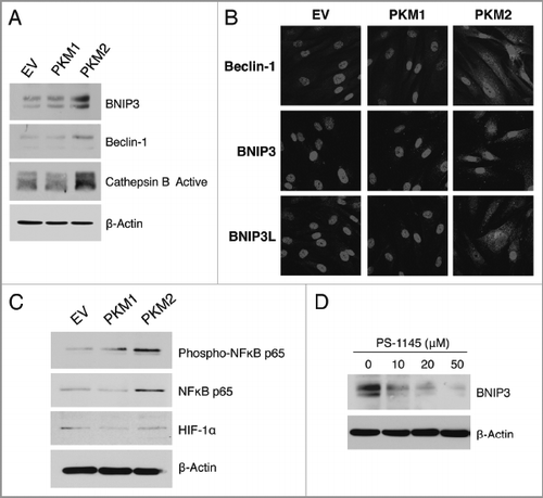 Figure 4 PKM2 overexpression induces NFκB-dependent autophagy in fibroblasts. (A) Western blot. Cells were analyzed by immuno-blot analysis using antibodies directed against a panel of autophagy markers. Note that fibroblasts harboring PKM2 show increased expression of the autophagy markers BNIP3, Beclin-1, and Cathepsin B (active form). Conversely, PKM1 did not induce autophagy. β-actin was used as equal loading control. (B) Immunofluorescence. After 24 h of serum starvation, cells were fixed and immuno-stained with antibodies against Beclin-1, BNIP3 and BNIP3L (all red). DAPI was used to visualize nuclei (blue). Note that PKM2 overexpression promotes an autophagic program in fibroblasts. No effects were observed in PKM1 overexpressing cells. (C) PKM2 induces NFκB activation. To gain insights into the molecular drivers of increased autophagy in PKM2 fibroblasts, cells were analyzed by immuno-blot analysis using antibodies directed against phospho-NFκB and HIF1α. Note that fibroblasts overexpressing PKM2 show increased activation and expression levels of NFκB. Conversely, NFκB is not activated in PKM1 cells. In addition, PKM1 and PKM2 do not stabilize HIF1α expression in fibroblasts. β-actin was used as equal loading control. (D) PKM2-induced autophagy is NFκB-dependent. PKM2 overexpressing fibroblasts were treated with increasing concentration of the NFκB inhibitor PS-1145 for 24 h. Then, cells were analyzed by immuno-blot analysis with antibodies against BNIP3. Note that NFκB inhibition reduces the expression levels of BNIP3 (an autophagy marker) in a dose-dependent manner. β-actin was used as equal loading control.