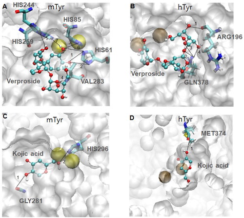 Figure 5. Hydrogen bonding patterns of two compounds, verproside and kojic acid, on two tyrosinases, mTyr and hTyr: (A) verproside-mTyr, (B) verproside-hTyr, (C) kojic acid-mTyr, and (D) kojic acid-hTyr. The active site, highlighted by the red transparent box in Figure 4, is magnified to show the detailed hydrogen bonding pattern. The compounds are drawn using the ball and stick model and coloured by atom: red for Oxygen, cyan for Carbon, and white for Hydrogen. The hydrogen bonding interactions are indicated by dotted lines with the interaction numbers. The detailed hydrogen bonding patterns are provided in Supplementary material Table S2.